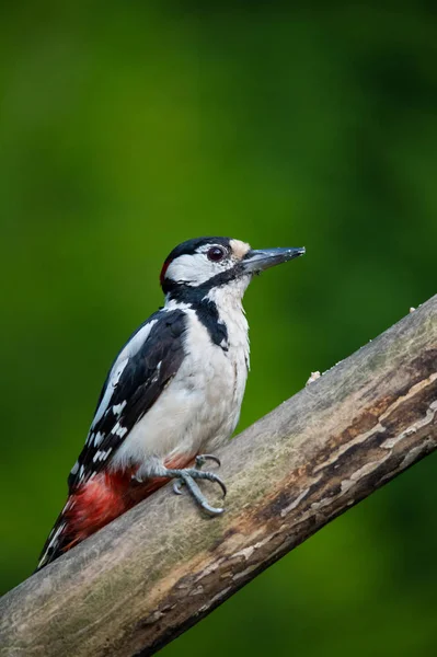 Foltos Harkály Dendrocopos Major — Stock Fotó