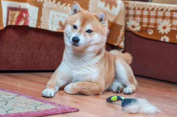 Haufen Hundehaare Mit Einer Glitschigeren Bürste — Stockfoto