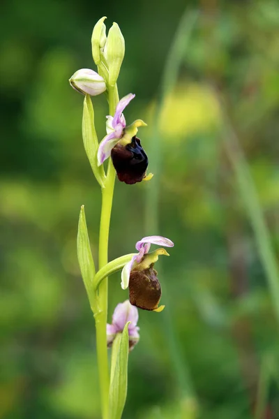 Macro Bourdon Ophrys Holoserica — Photo