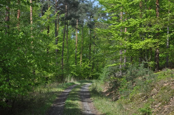 Caminhar Floresta Primavera — Fotografia de Stock