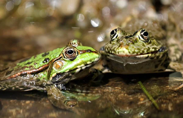 カエル両生類池動物 — ストック写真