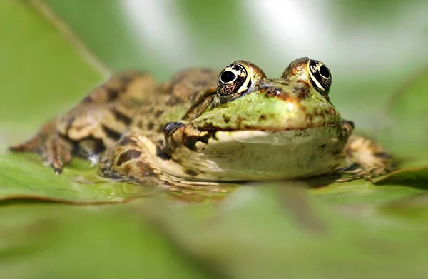 Amphibientier Wildfrosch — Stockfoto