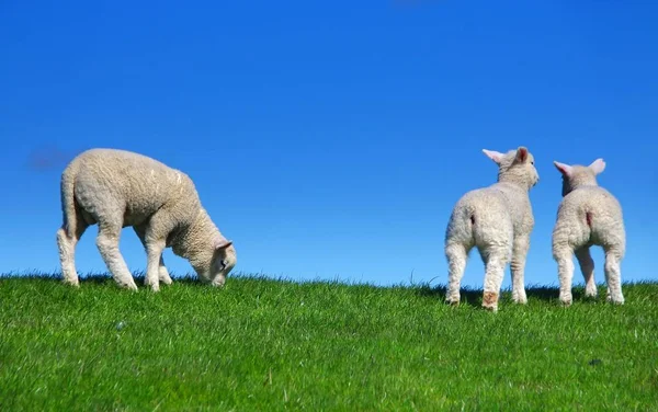 北海堤坝上的羊羔 — 图库照片