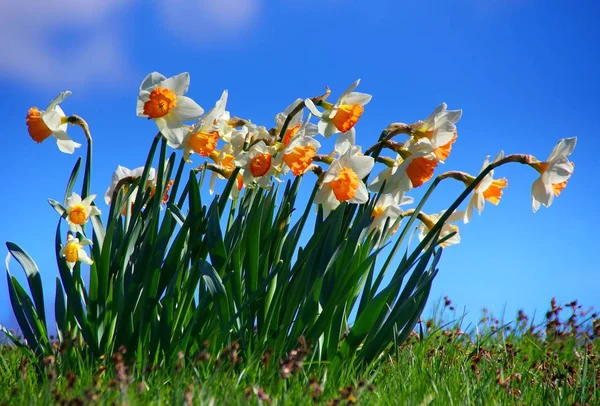 Narcisos Narcisos Flor Primavera — Foto de Stock