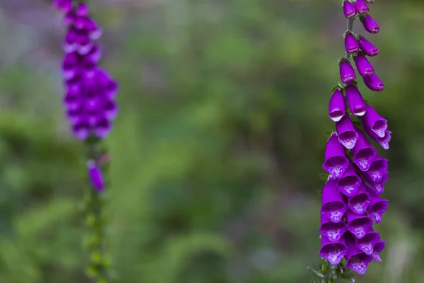 Vacker Botanisk Skott Naturliga Tapeter — Stockfoto