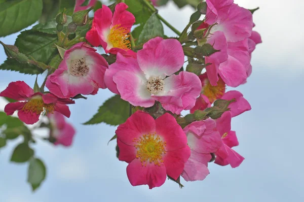 Bauschöne Botanische Aufnahme Natürliche Tapete — Stockfoto