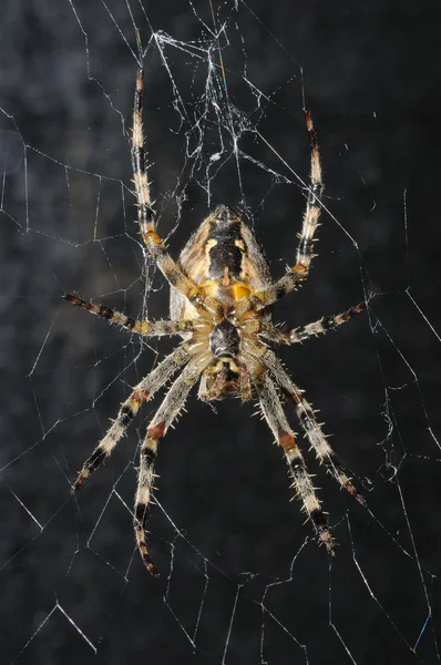 Tung Occhi Lampeggia Uguale — Foto Stock