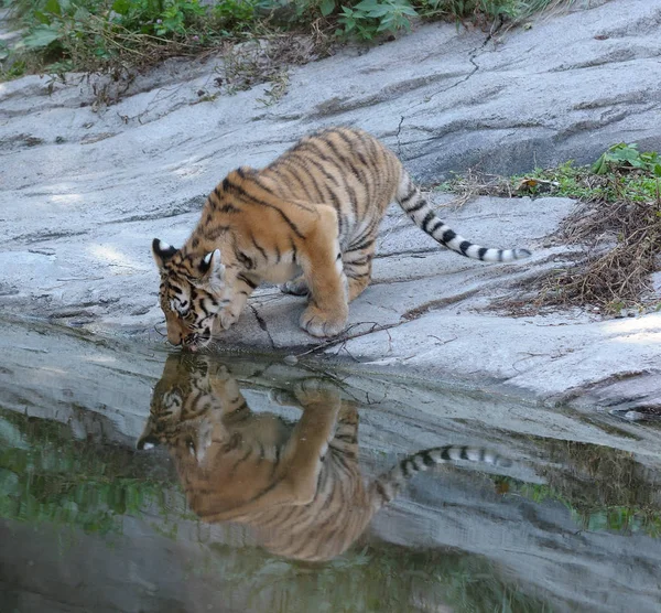 Depredador Felino Tigre Salvaje — Foto de Stock