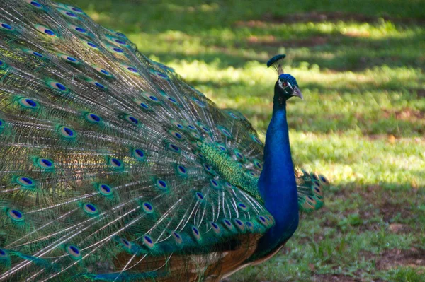 Peacock Head Blue Beautiful Neck Feathers Plumage Bird Pheasant Plumage — Stock Photo, Image