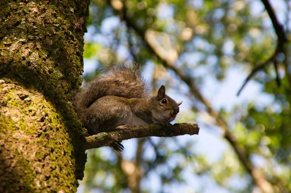 Wiewiórka Oglądanie Drzewo Aparat Fotograficzny Oczy Spojrzenie Moment Widok Brązowy — Zdjęcie stockowe