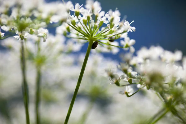 Letní Luční Rostliny Flóra Piliny — Stock fotografie