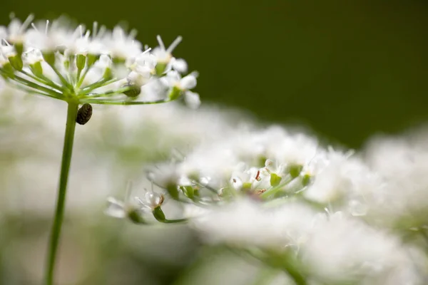 Letní Luční Rostliny Flóra Piliny — Stock fotografie