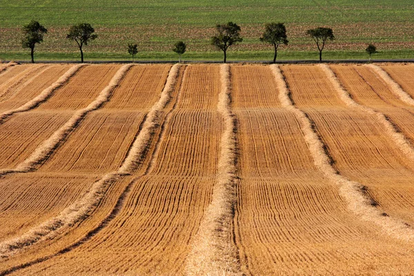 Ingredienti Diversi Attenzione Selettiva — Foto Stock