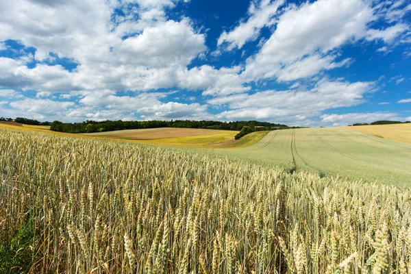 Landwirtschaftliches Feld Mit Getreide Mit Himmel Und Kumuluswolken — Stockfoto
