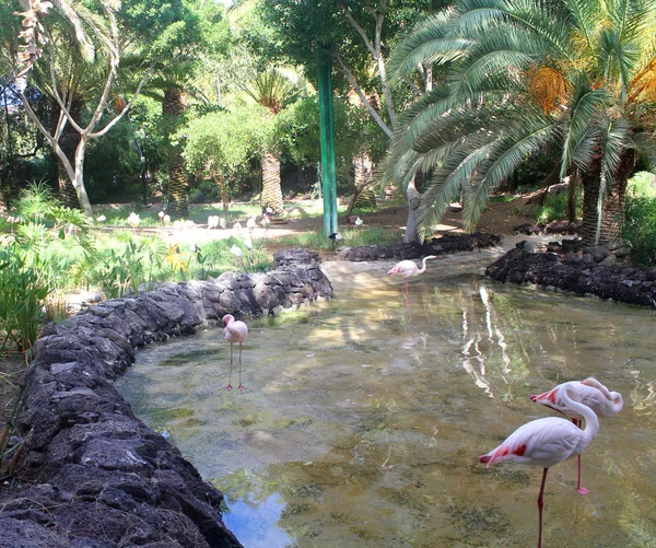 Tres Flamencos Rosados Pie Agua — Foto de Stock