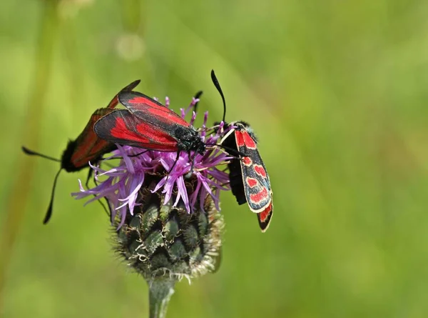 Kakukkfű Esparsettenwidderchen Nagyobb Knapweed — Stock Fotó