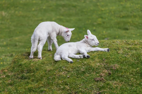 Jungtiere Selektiver Fokus — Stockfoto