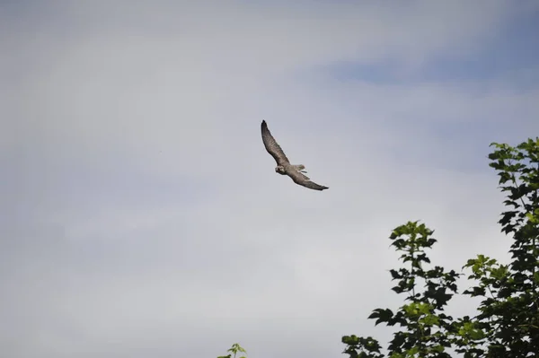 Slechtvalk Falco Peregrinus Bij Vliegen — Stockfoto