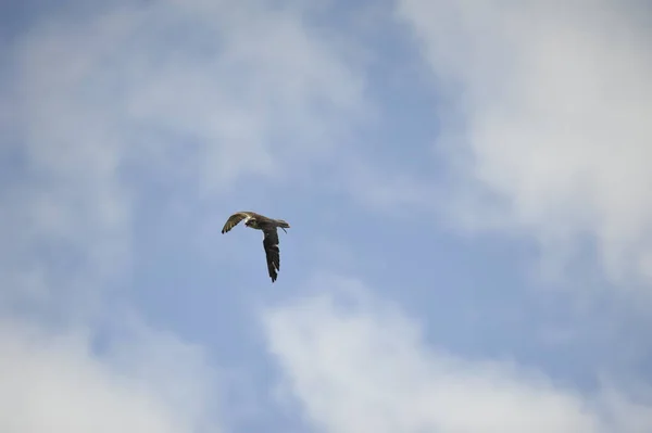 Slechtvalk Falco Peregrinus Bij Vliegen — Stockfoto