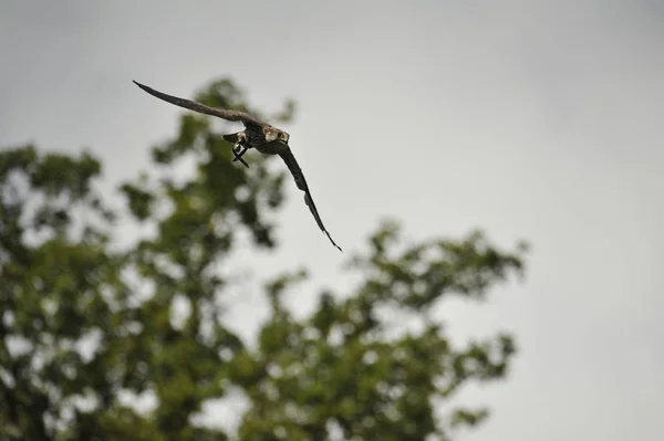 Scenic View Beautiful Peregrine Falcon Nature — Stock Photo, Image