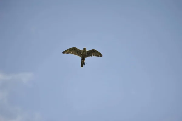 Slechtvalk Falco Peregrinus Bij Vliegen — Stockfoto