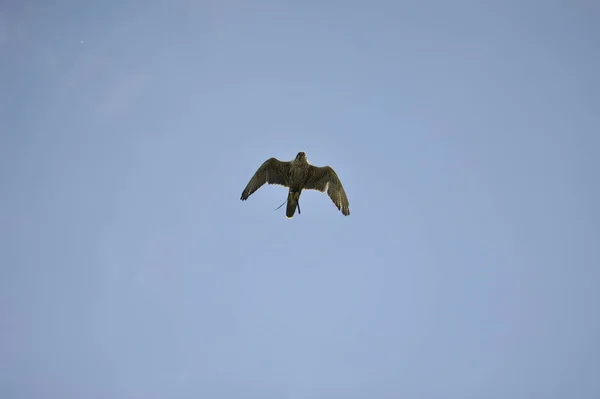 Uçan Şahin Falco Peregrinus — Stok fotoğraf