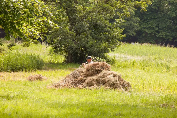 View Summer Meadow — Stock Photo, Image