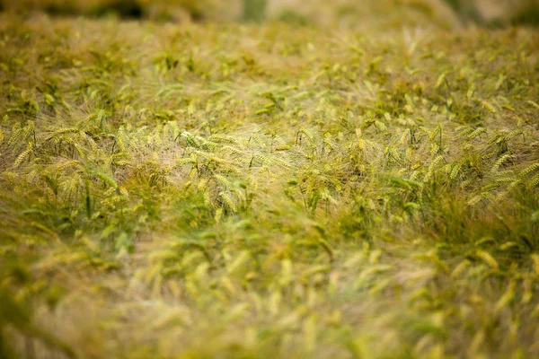 Sommaräng Växter Flora Och Arkiverade — Stockfoto