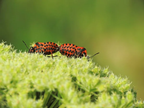 Closeup Bug Wild Nature — Stock Photo, Image