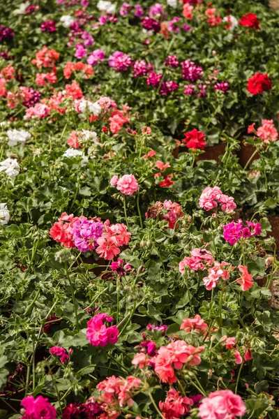 春天的时候 在一个绿色的花园里 美丽的粉色天葵 — 图库照片