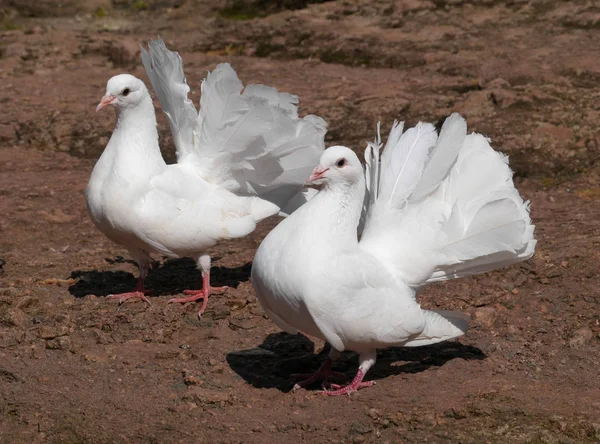 Weiße Tauben Auf Der Wartburg — Stockfoto
