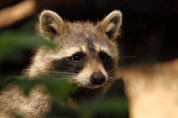 Primer Plano Los Animales Zoológico —  Fotos de Stock