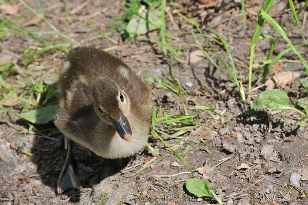 Fågel Tema Pittoreska Skott — Stockfoto