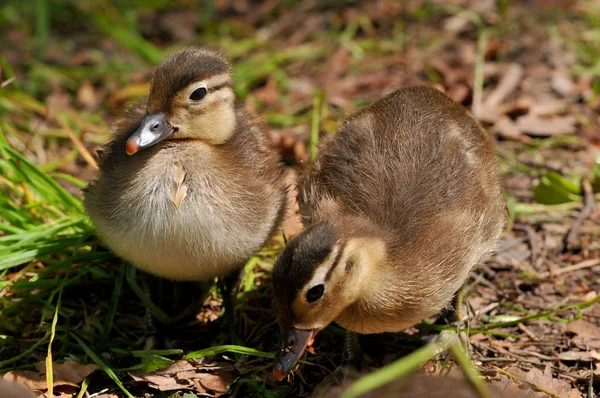 Vogelthema Malerischer Schuss — Stockfoto