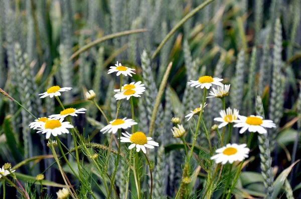 flowers at the field edge