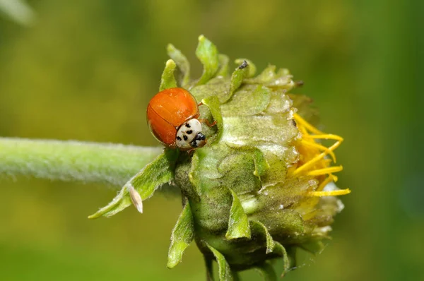 Ladybird Laranja Dez Pontos Sem Pontos — Fotografia de Stock