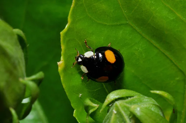 Nierenfleckiger Ball Ladybug Chilocorus Renipustulatus —  Fotos de Stock