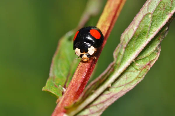 Nierenfleckiger Ball Ladybug Chilocorus Renipustulatus — Stock Photo, Image
