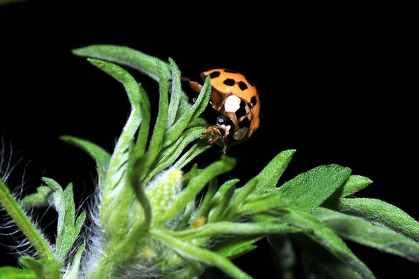 Primer Plano Error Naturaleza Salvaje — Foto de Stock