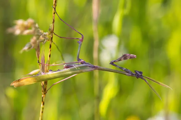 Grasshopper Insect Invertebrate Praying Bug — Stock Photo, Image