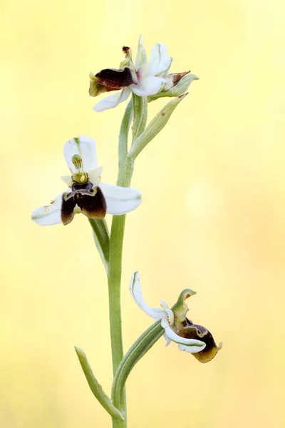 Les Fleurs Tardives Orchidée Araignée — Photo