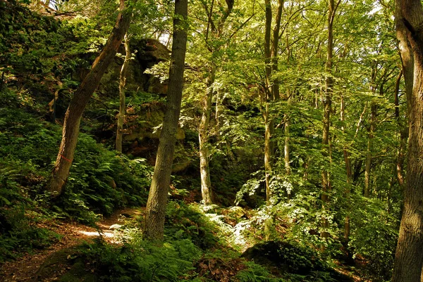 Vacker Natur Skogen — Stockfoto