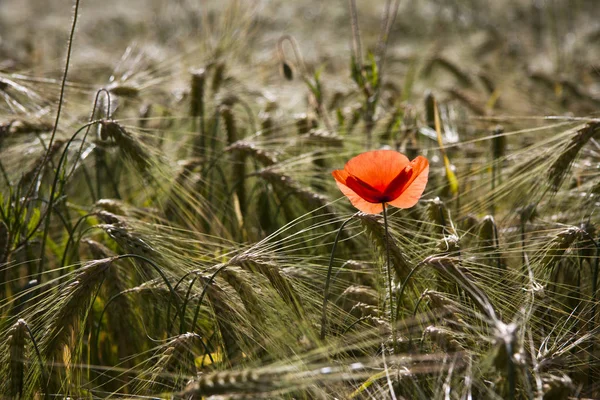 Papoula Vermelha Campo Milho — Fotografia de Stock