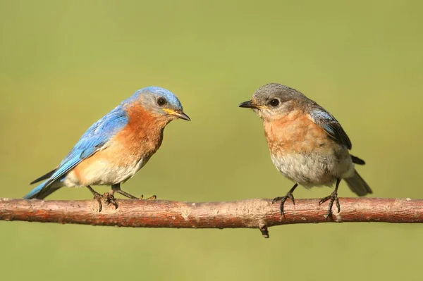 Bluebirds Orientais Sialia Sialis Poleiro Com Fundo Verde — Fotografia de Stock