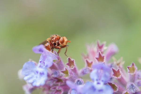 Vue Rapprochée Insecte Nature — Photo