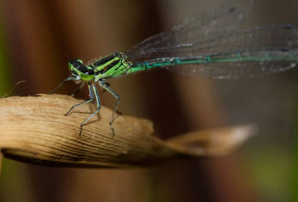 Entomologi Och Odonata Trollsländeinsekt — Stockfoto