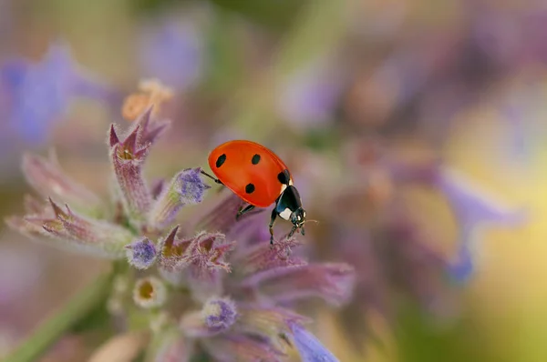 Vue Rapprochée Coccinelle Mignon Insecte — Photo