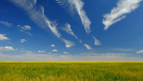 Formación Nubes Contras Sobre Campo Colza Verano — Foto de Stock