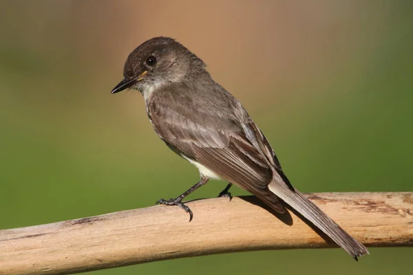 Doğu Phoebe Sayornis Phoebe Yeşil Arka Planı Olan Bir Dala — Stok fotoğraf