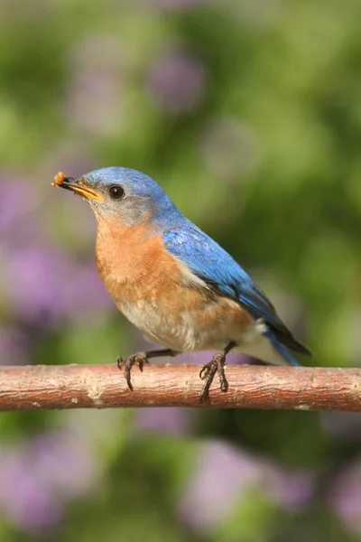 Pájaro Azul Oriental Macho Sialia Sialis Una Percha Con Flores — Foto de Stock